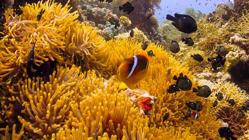 Ras Mohammed National park